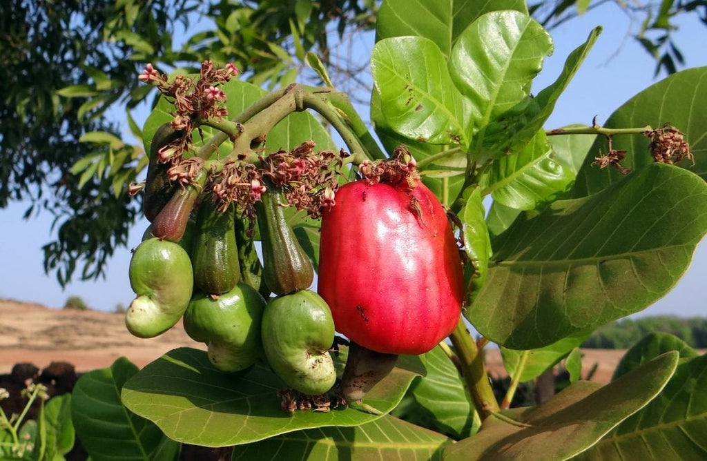 The Health Benefits Of Cashews: 11 Reasons To Eat These Delicious Tree Nuts